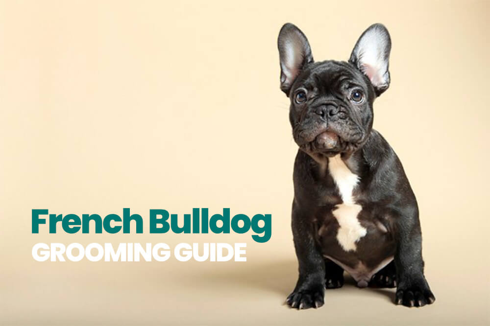 French Bulldog Care: Does My French Bulldog Need a Dog Ramp?